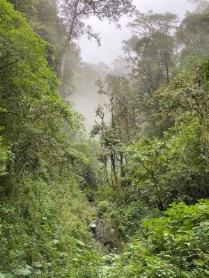  ¡El Parque Arví: Un Escape Verde y Refrescante en las Alturas de Medellín!